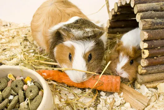 Guinea pig