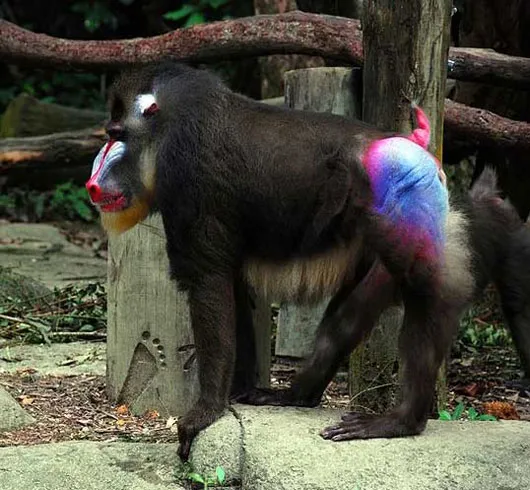 Khỉ mandrill với khuôn mặt đa sắc có thể sống trong bầy đàn nhiều đến 800 con