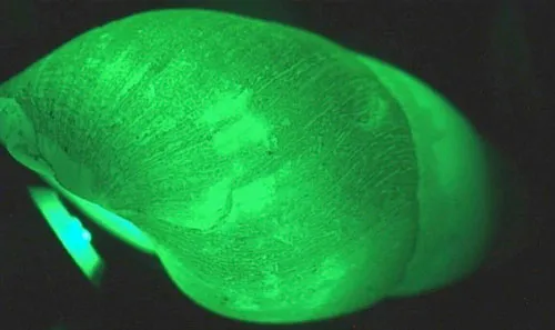 Ốc sên tự phát sáng