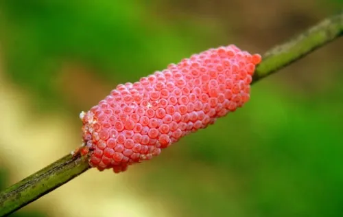 Ốc sên có độc