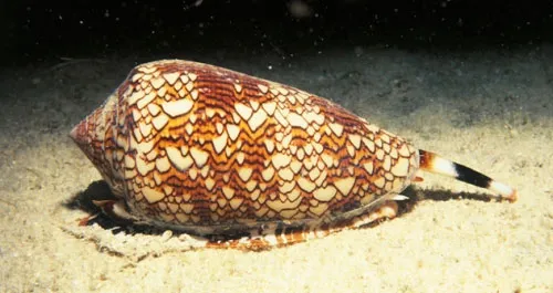 Ốc sên phóng độc
