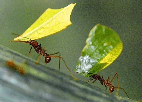 Kiến trông trọt