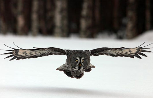 Các thuộc tính vật lý của cánh chim cú có thể ứng dụng để thiết kế máy bay ít tiếng ồn