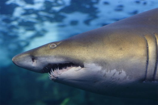 Vật liệu mô phỏng da cá mập giúp bơi nhanh hơn