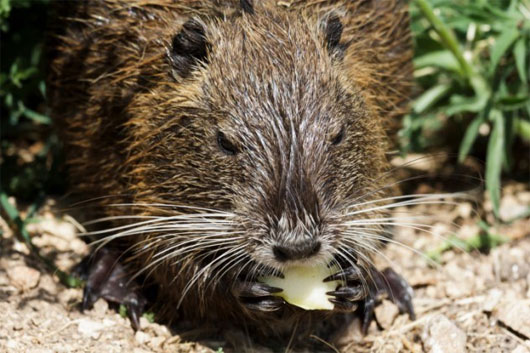 Cảm biến dựa trên bộ râu của loài gặm nhấm