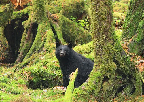 Gấu đen Haida Gwaii
