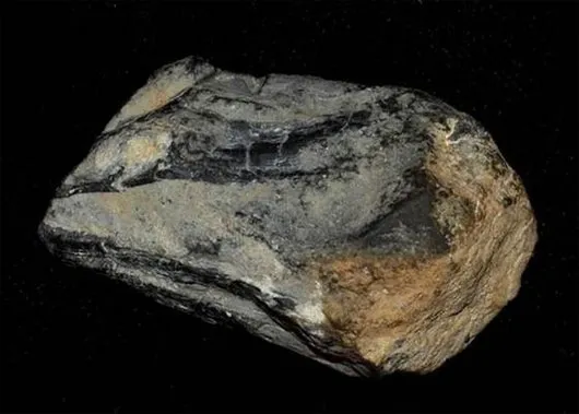 Hóa thạch tìm thấy trong Công viên Bang Berlin-Ichthyosaur ở Nevada được coi là một phần mỏ của loài mực cổ khổng lồ.