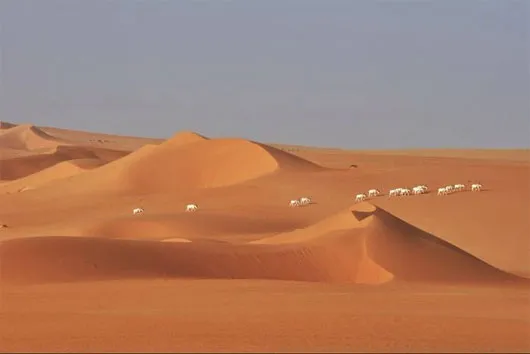 Số lượng các loài động vật hoang dã ở sa mạc Sahara ngày càng giảm