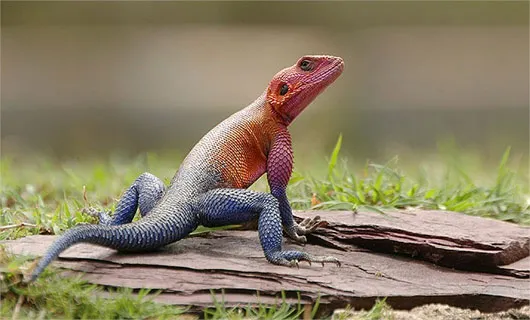 Kỳ dị "quái vật" giống siêu nhân
