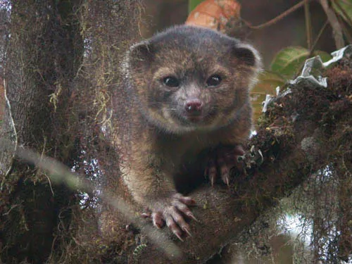 Olinguito là loài thú ăn thịt mới, có họ hàng với gấu trúc, được phát hiện hồi tháng 8