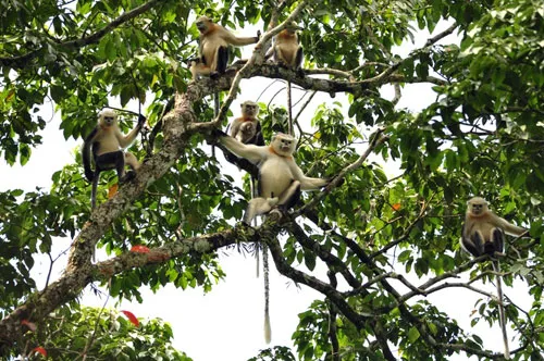 Những con voọc ở Khu bảo tồn và sinh cảnh Khau Ca, Hà Giang