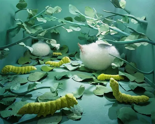 Sinh nhật