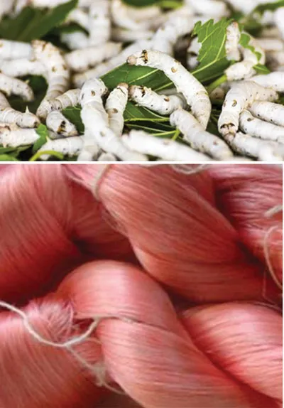 Nhuộm lá dâu đổi màu tơ