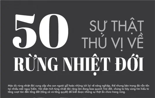 50 sự thật thú vị về rừng nhiệt đới