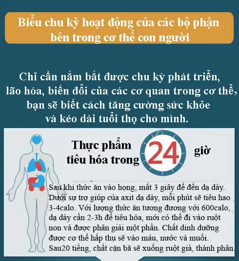 Chu kỳ hoạt động của các bộ phận trong cơ thể