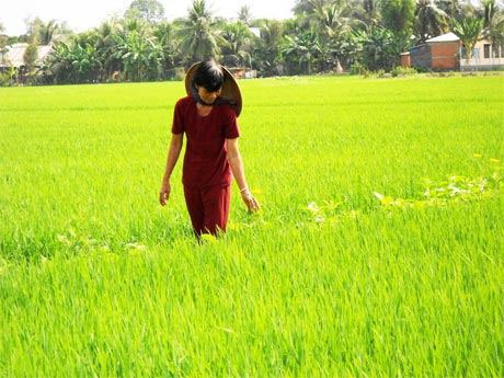 Bà Huỳnh Thị Bảy - hội viên phụ nữ ấp 5, xã Tân Bình thăm ruộng lúa áp dụng mô hình