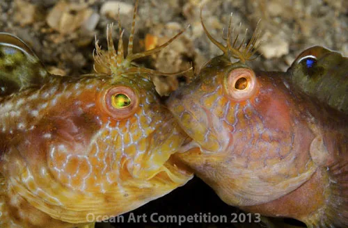 Hai con cá blenny ở khu vực Blue Heron Bridge, biển Riviera Beach, bang Florida, Mỹ