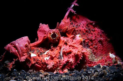 Cá bò cạp (Scorpionfish) sống ở eo biển Lembeh, Indonesia