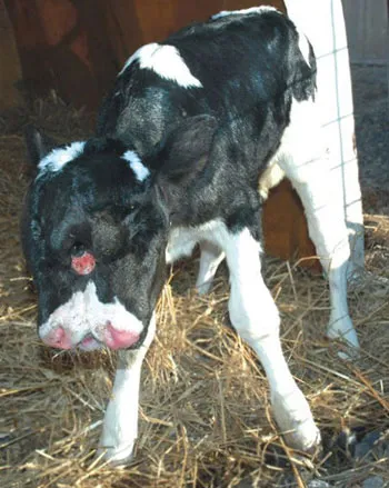 Bò hai mặt chào đời vào năm 2007 ở thị trấn Rural Retreat, bang Virginia, Mỹ.