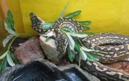 Một con rắn hai đầu ở Trung tâm triển lãm động vật World Aquarium, bang St. Louis, Mỹ. Con rắn được đặt tên là Us và dài 1,2m.