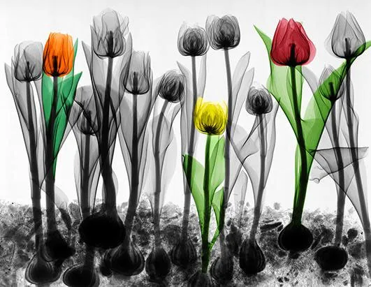 Những đóa hoa tulip