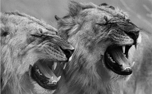 Hai con sư tử đực ở Khu bảo tồn Masai Mara đang cố gắng cảm nhận pheromone trong không khí