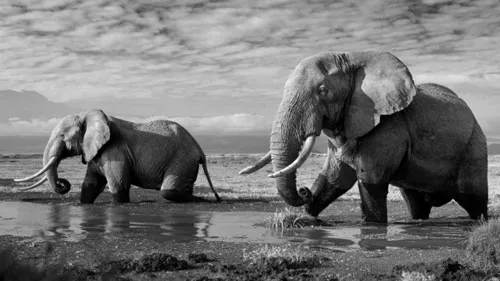 Ảnh chụp ở Công viên Quốc gia Amboseli, khi hai con voi đực có kích thước khổng lồ đang lội qua một vũng nước.