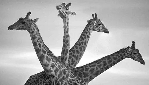 Đàn hươu cao cổ ở Khu bảo tồn quốc gia Masai Mara.