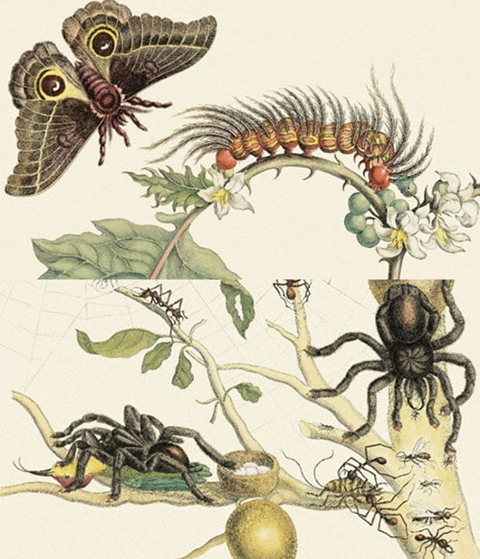 Những bản khắc trên đồng tuyệt đẹp mà nhà khoa học can đảm minh họa các giai đoạn của các loài côn trùng của Maria Sibylla Merian