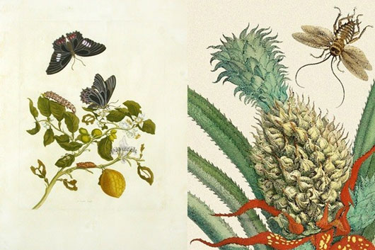 Những bản khắc trên đồng tuyệt đẹp mà nhà khoa học can đảm minh họa các giai đoạn của các loài côn trùng của Maria Sibylla Merian