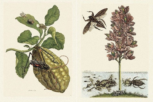 Những bản khắc trên đồng tuyệt đẹp mà nhà khoa học can đảm minh họa các giai đoạn của các loài côn trùng của Maria Sibylla Merian