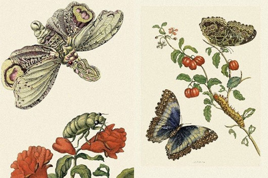 Những bản khắc trên đồng tuyệt đẹp mà nhà khoa học can đảm minh họa các giai đoạn của các loài côn trùng của Maria Sibylla Merian