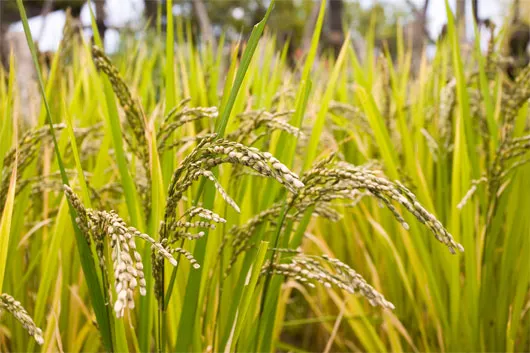 Giống lúa chịu mặn, năng suất cao