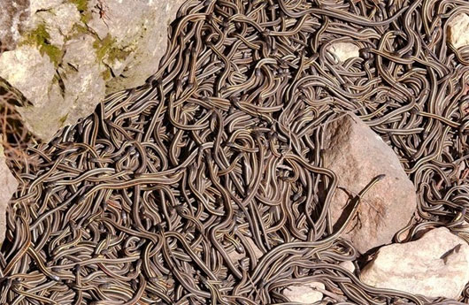 Thamnophis sirtalis hay còn gọi với tên là "rắn cái Garter đỏ"