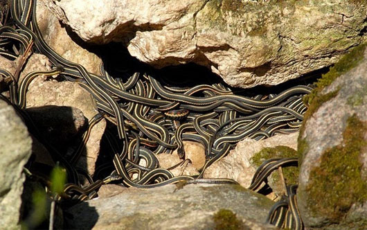 Giống như đa số các loài rắn khác, rắn Thamnophis sirtalis có hai dương vật ở bên thân thể.