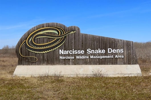 Có bốn tụ điểm rắn hoạt động tại khu vực quản lý động vật hoang dã Narcisse