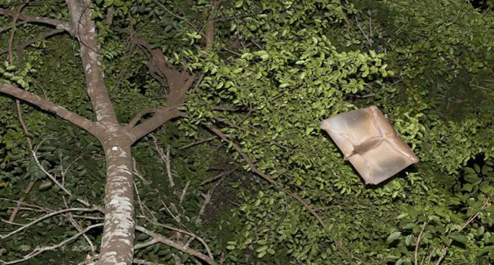 Bộ màng này nối chân trước với chân sau và đuôi, gần giống với dơi, giúp tăng cường khả năng bay lượn khi cần thiết