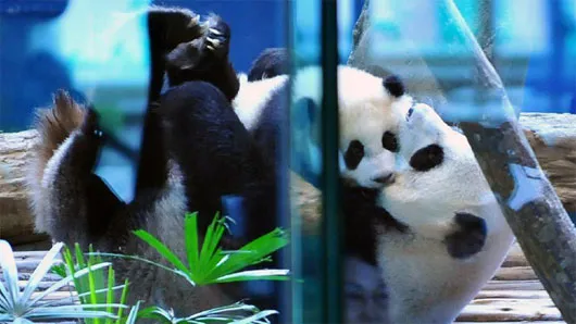 Gấu trúc mẹ Nhất Nhất và Viên Tử
