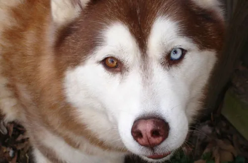 Loài chó Husky Sibir ở Siberia, Nga, tiến hóa màu mắt để thích nghi với điều kiện ánh sáng thấp ở nơi chúng sinh sống.