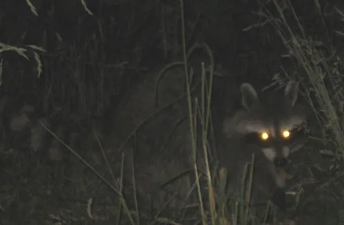 Mắt của một số loài động vật như mèo hay raccoon có thể phát sáng trong bóng tối
