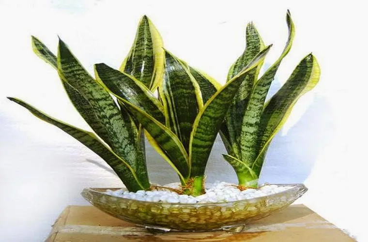 Cây lưỡi hổ