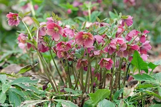 Thủ phạm gây ra cái chết của vị hoàng đế vĩ đại là cây lê lư trắng - loài cây có vẻ ngoài khá vô hại