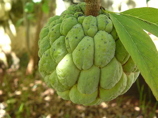 Những loại trái cây tốt cho mắt