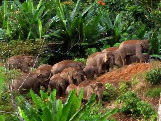 Một đàn voi Sumatra trong khu rừng tại khu vực Đông Aceh ở tỉnh Aceh, Indonesia