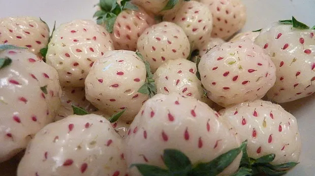 Sự kết hợp giữa dâu tây fragaria chiloensis (một loại dâu có nguồn gốc từ Hawaii, Bắc và Nam Mỹ) và dâu tây thông thường.