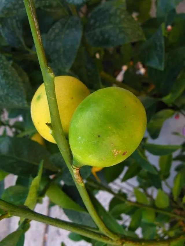 Quả lai giữa chanh (Key lime) và quất. Quả có vỏ mịn của quất và vị đắng của chanh.