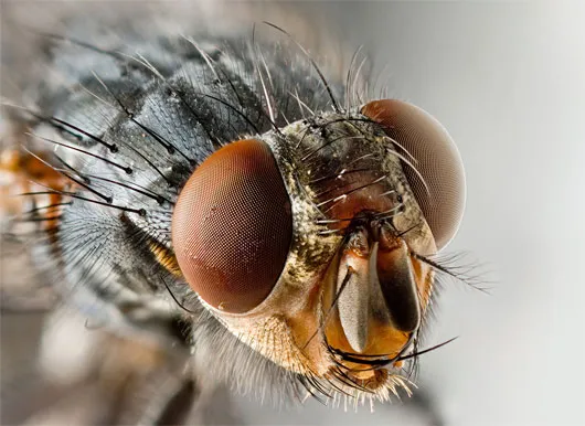 Musca Domestica