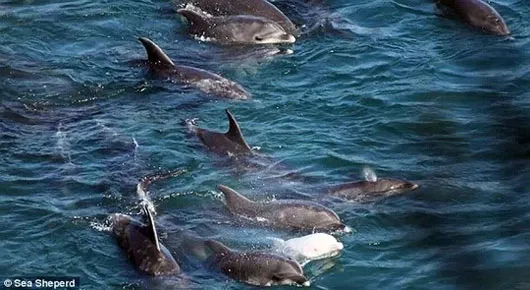 Con cá heo con được chuyển vào Bảo tàng Cá voi Taiji.