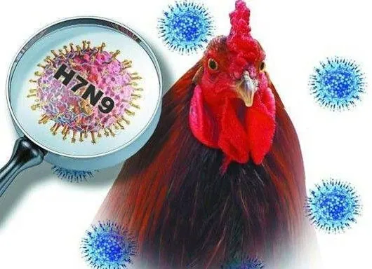 Cảnh báo cúm H7N9 có thể lây từ người sang người