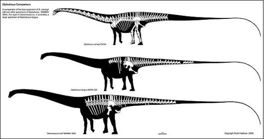 Cấu trúc xương bên trong của Diplodocus